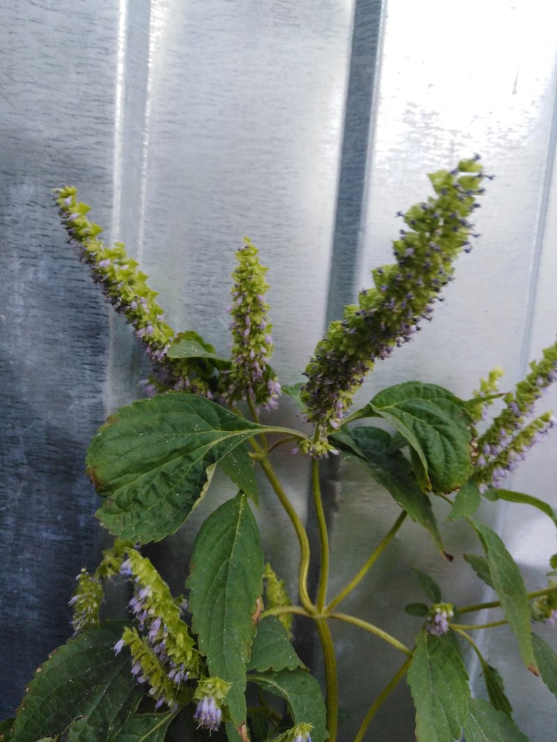 Crested Latesummer Mint photo 2