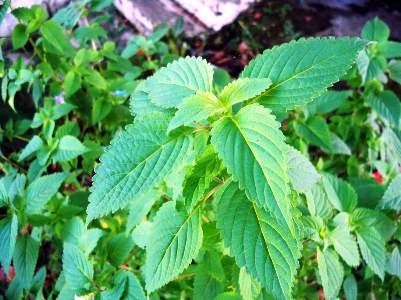 Crested Latesummer Mint photo 4
