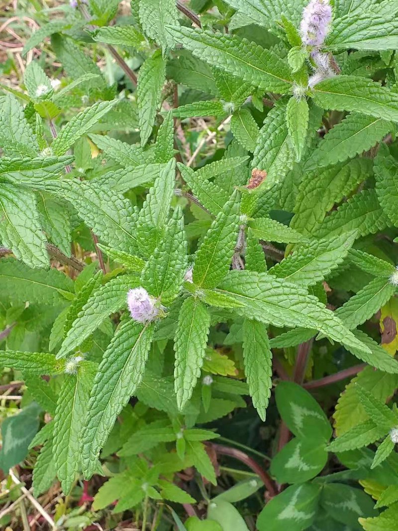 Crested Latesummer Mint photo 5