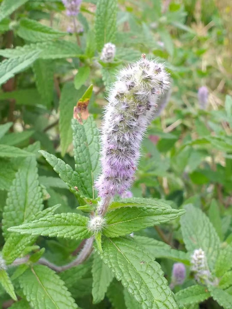 Crested Latesummer Mint photo 6