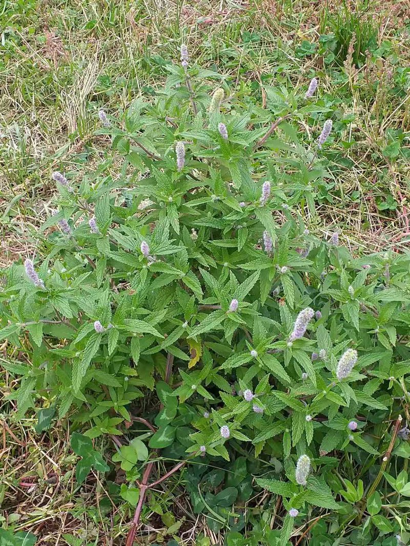 Crested Latesummer Mint photo 7