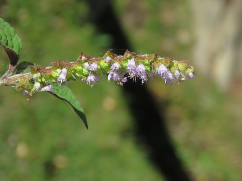 Crested Latesummer Mint photo 8