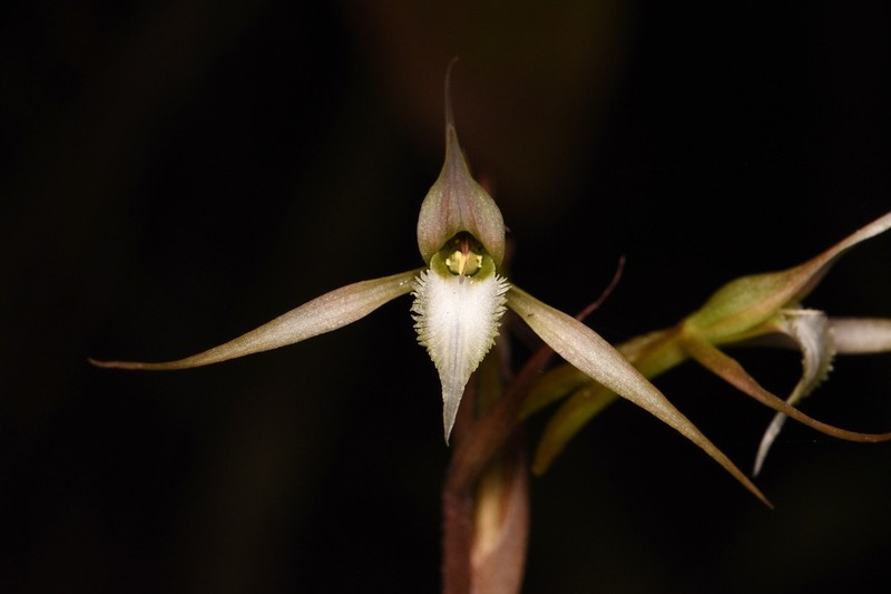Longclaw Orchid