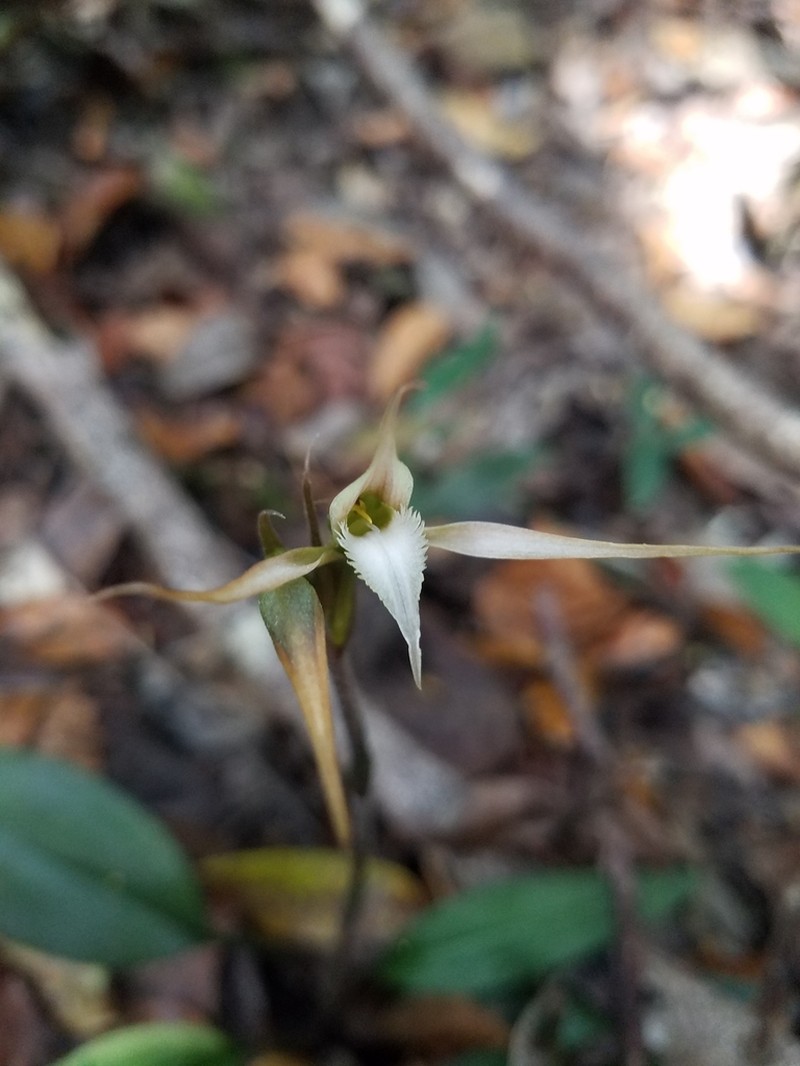 Longclaw Orchid photo 2