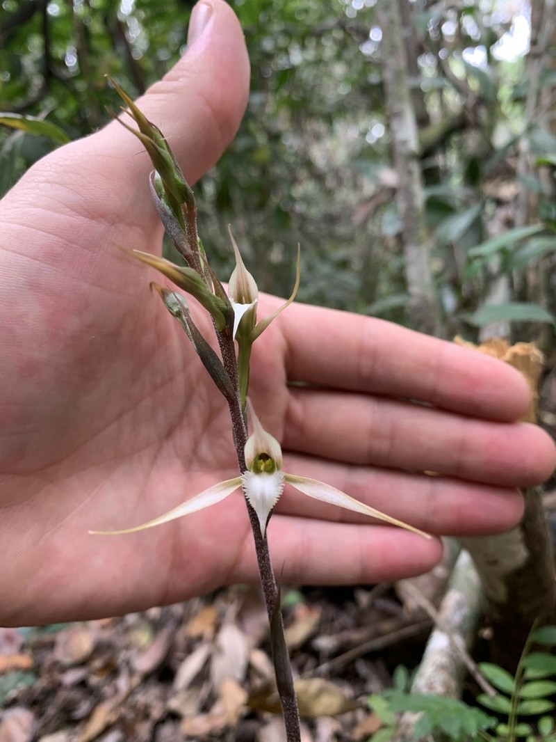 Longclaw Orchid photo 3