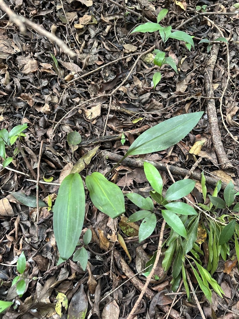 Longclaw Orchid photo 4