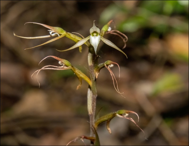 Longclaw Orchid photo 5