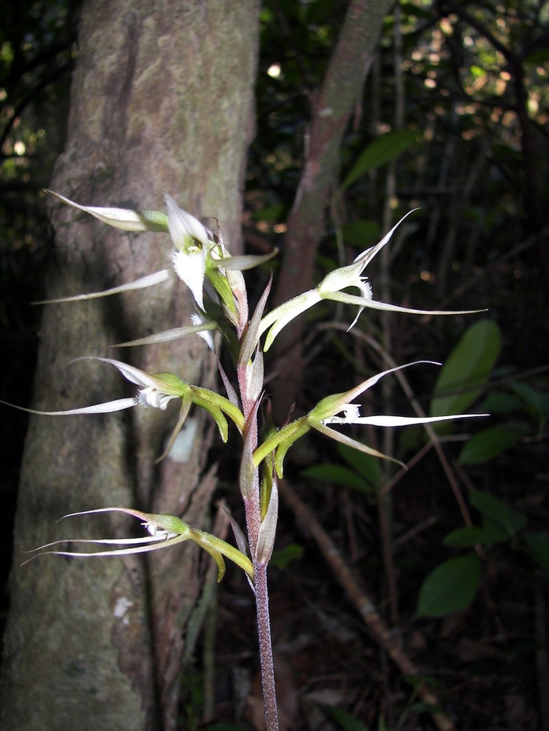 Longclaw Orchid photo 6