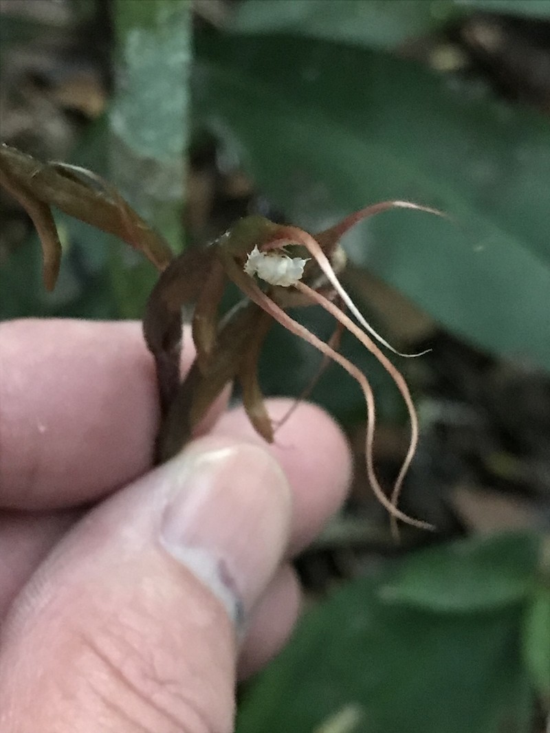 Longclaw Orchid photo 7