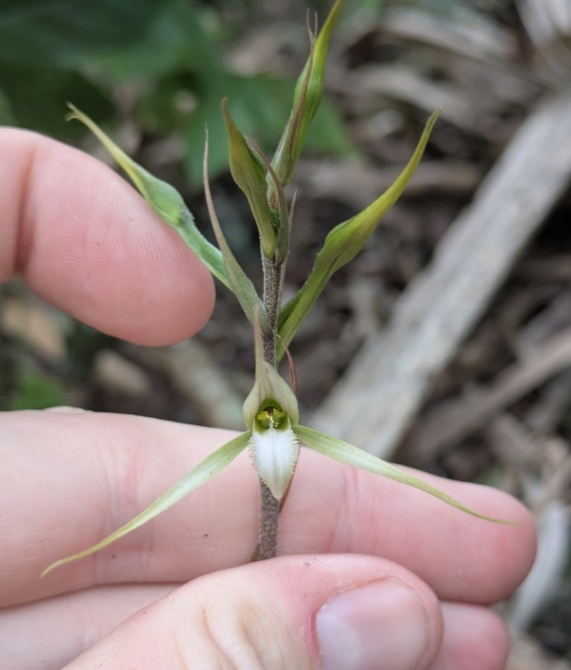 Longclaw Orchid photo 8