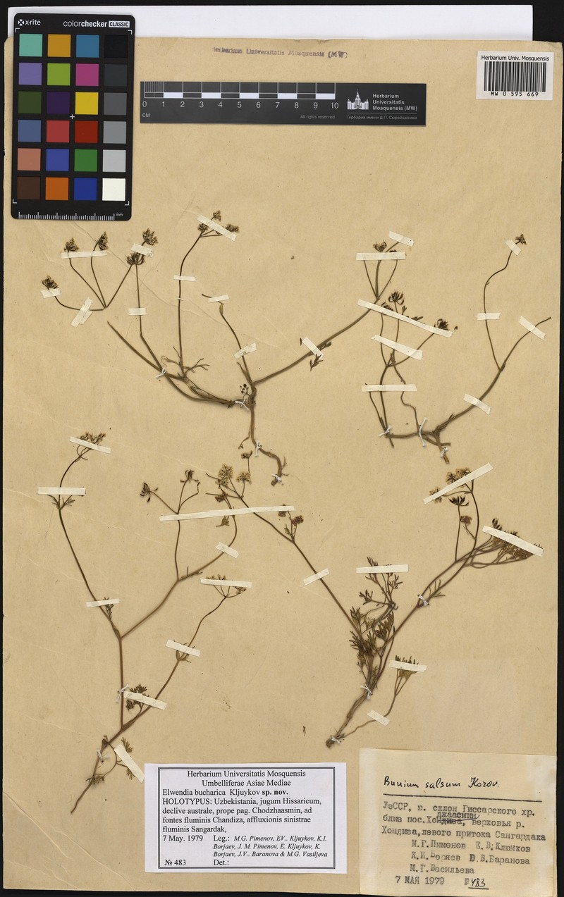 Elwendia bucharica