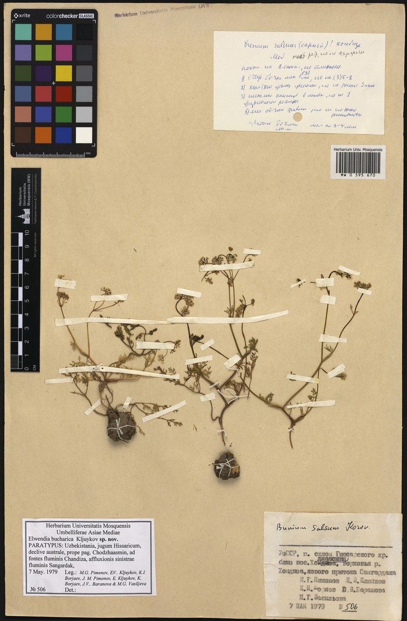 Elwendia bucharica photo 2