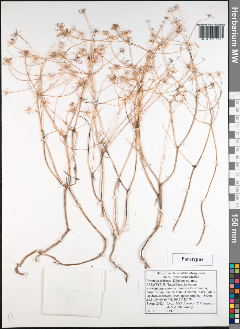 Elwendia schistosa