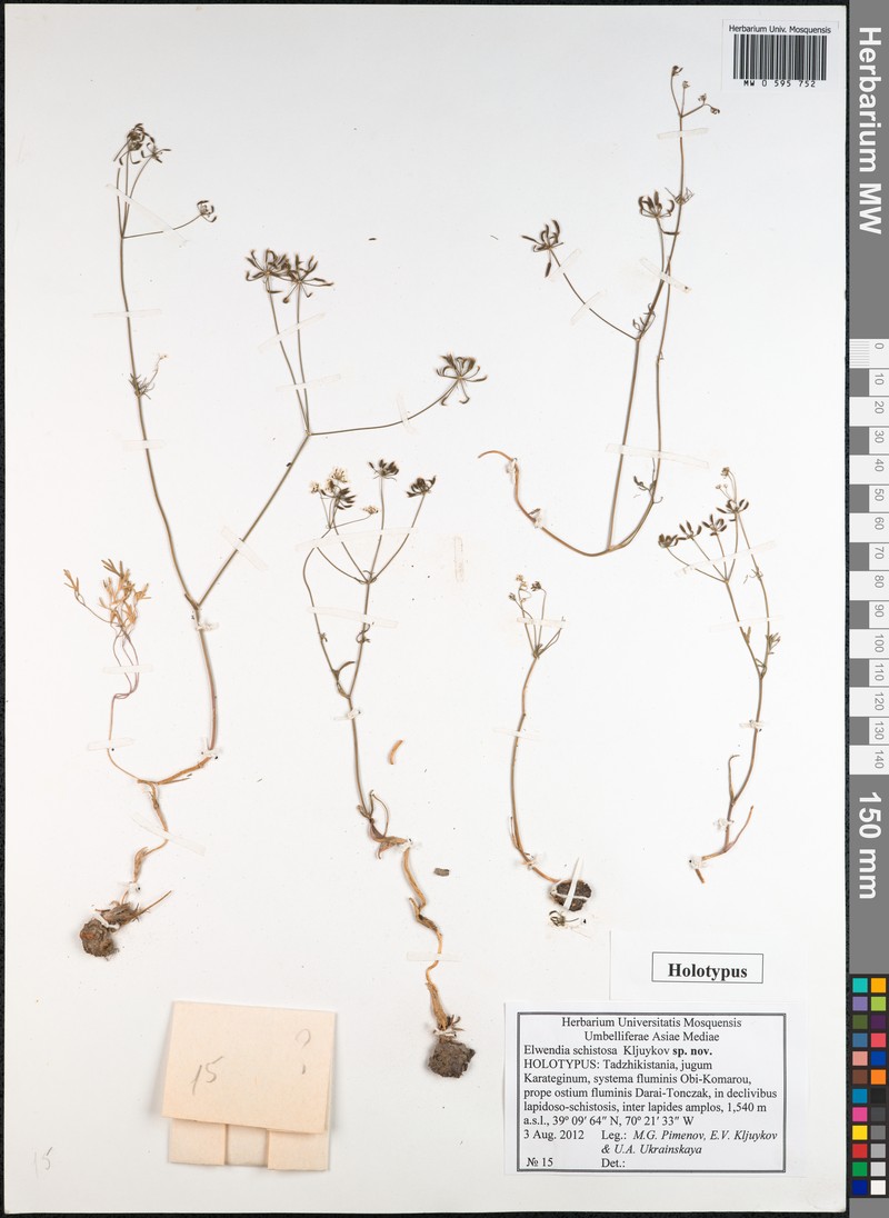 Elwendia schistosa photo 2