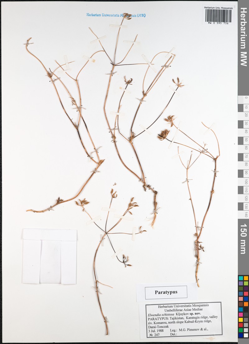 Elwendia schistosa photo 3
