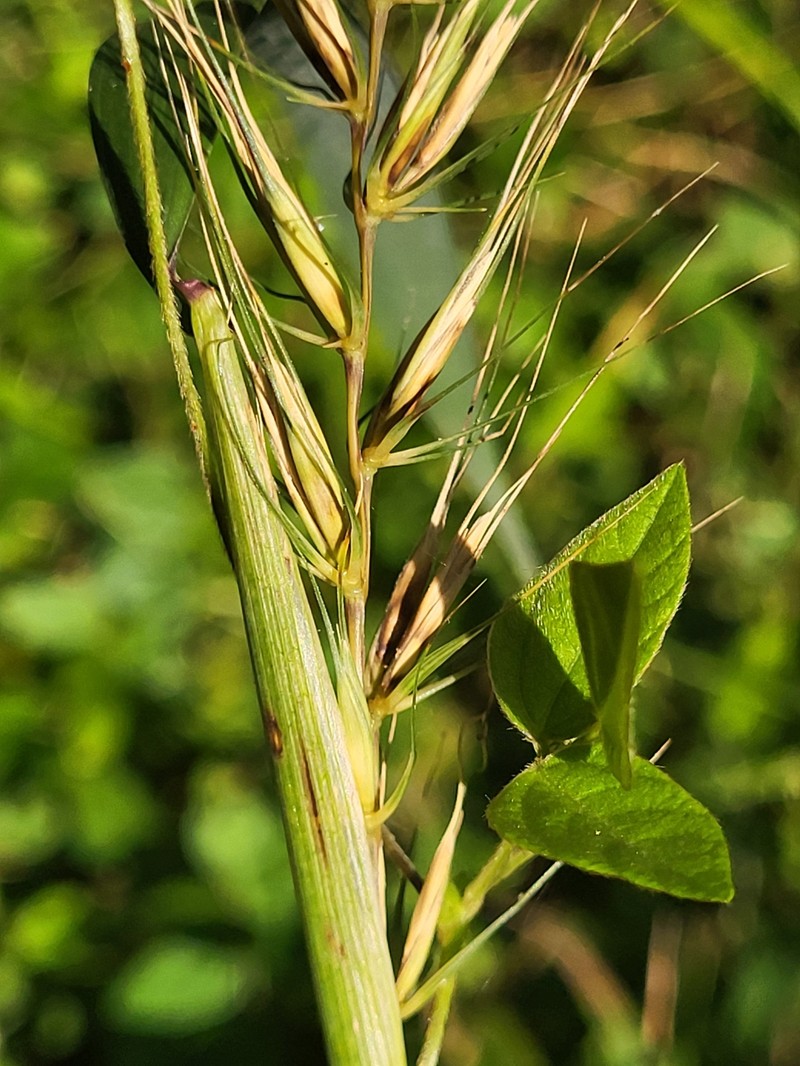 Elymus × ebingeri