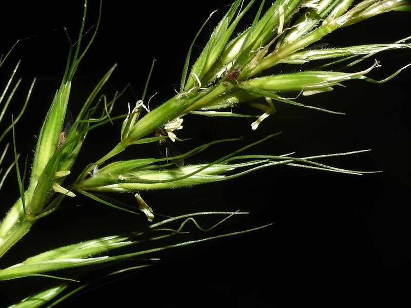 Elymus × ebingeri photo 4