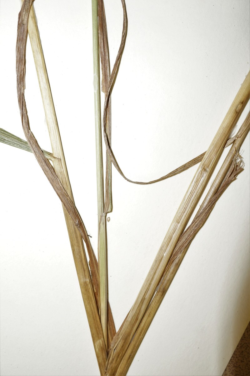 Elymus × ebingeri photo 5