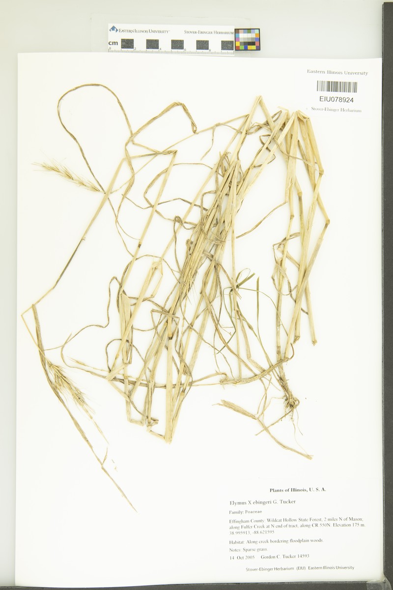 Elymus × ebingeri photo 7