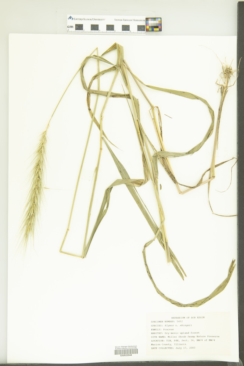 Elymus × ebingeri photo 8