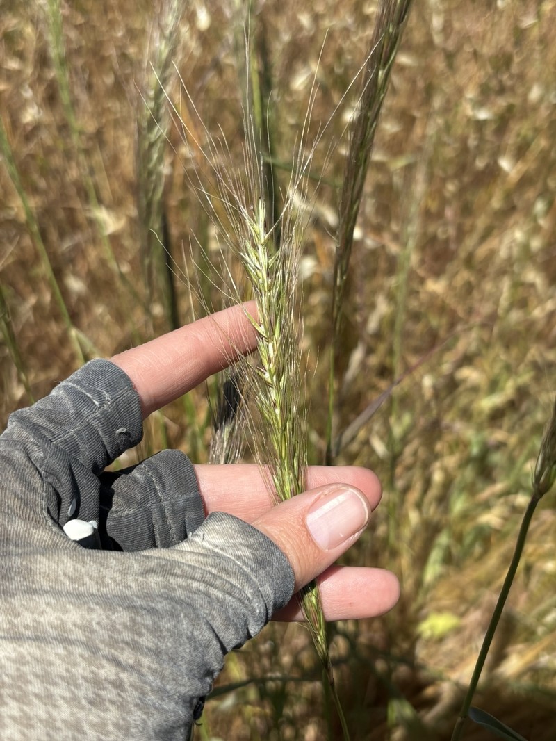 Elymus hansenii