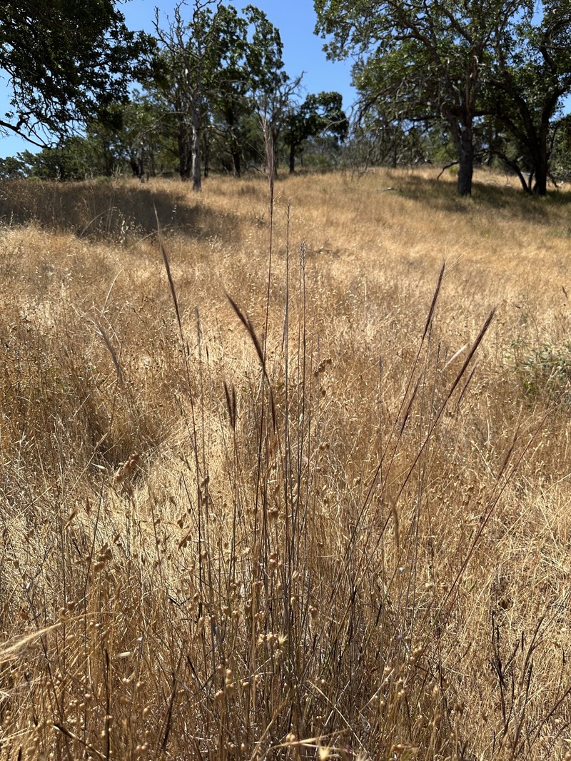 Elymus hansenii photo 2