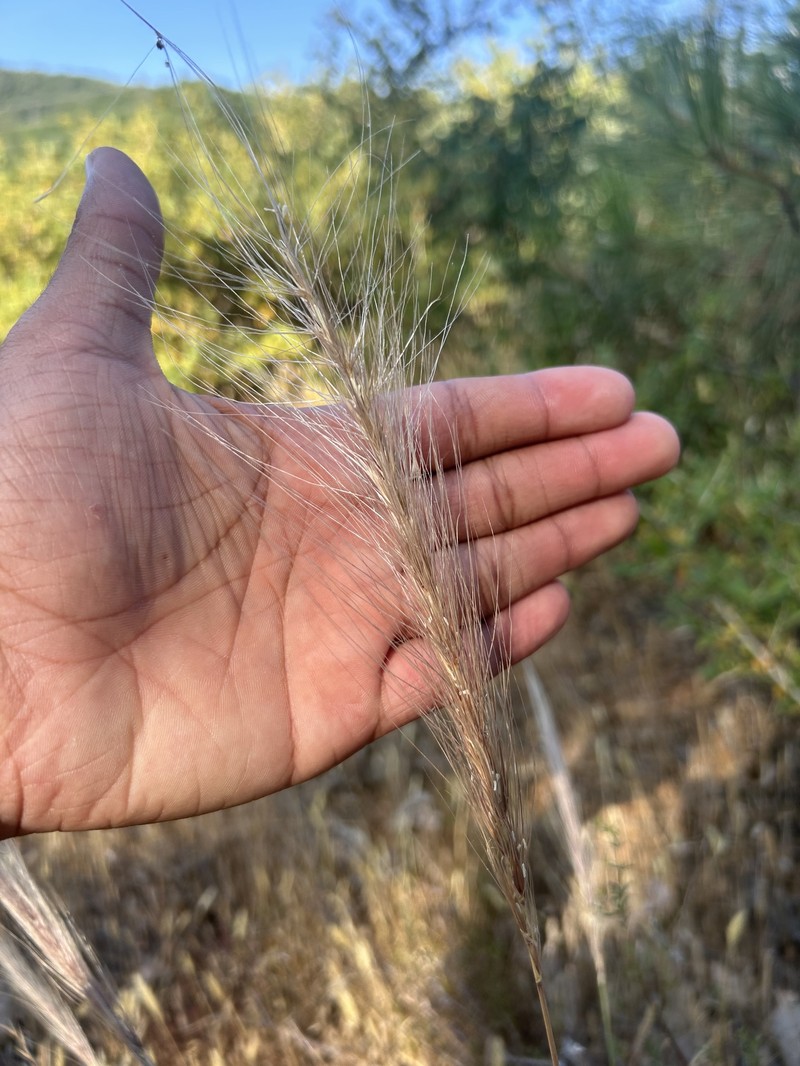 Elymus hansenii photo 3