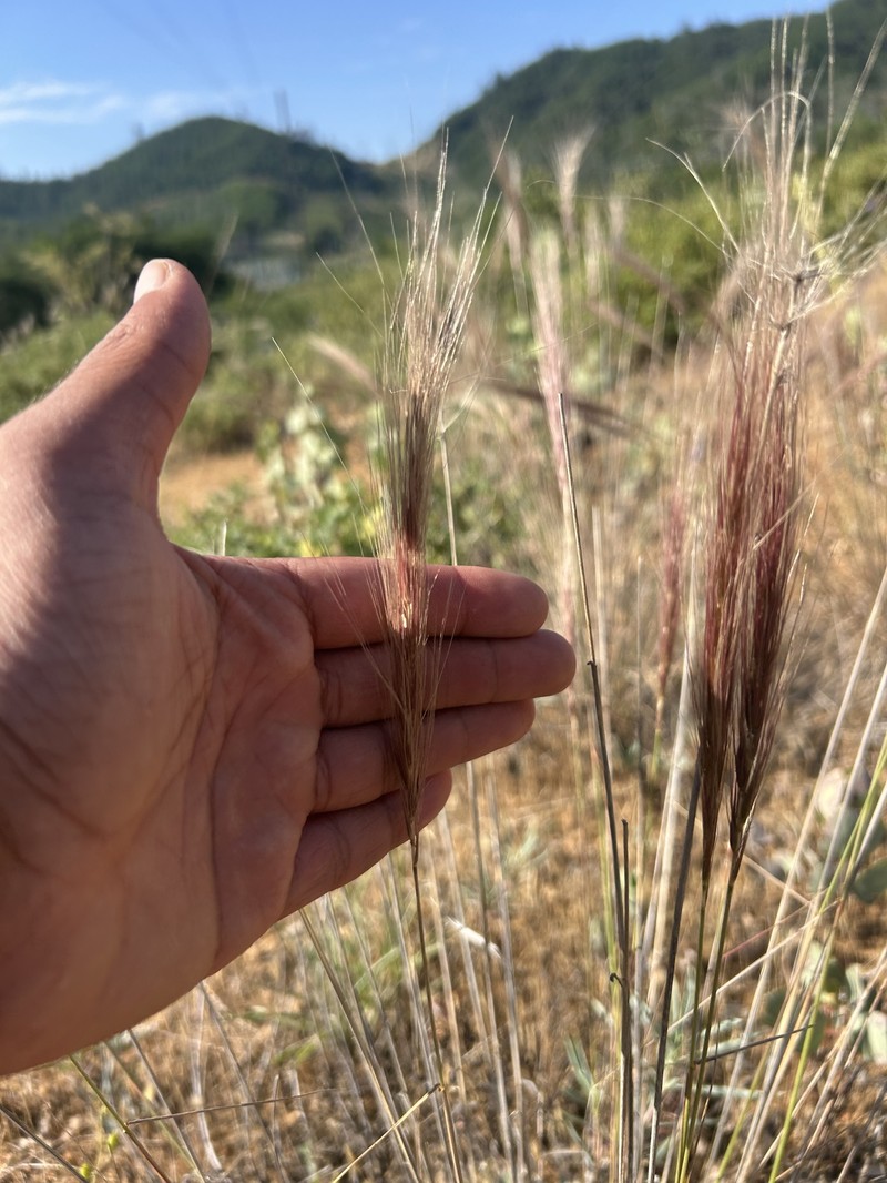 Elymus hansenii photo 4