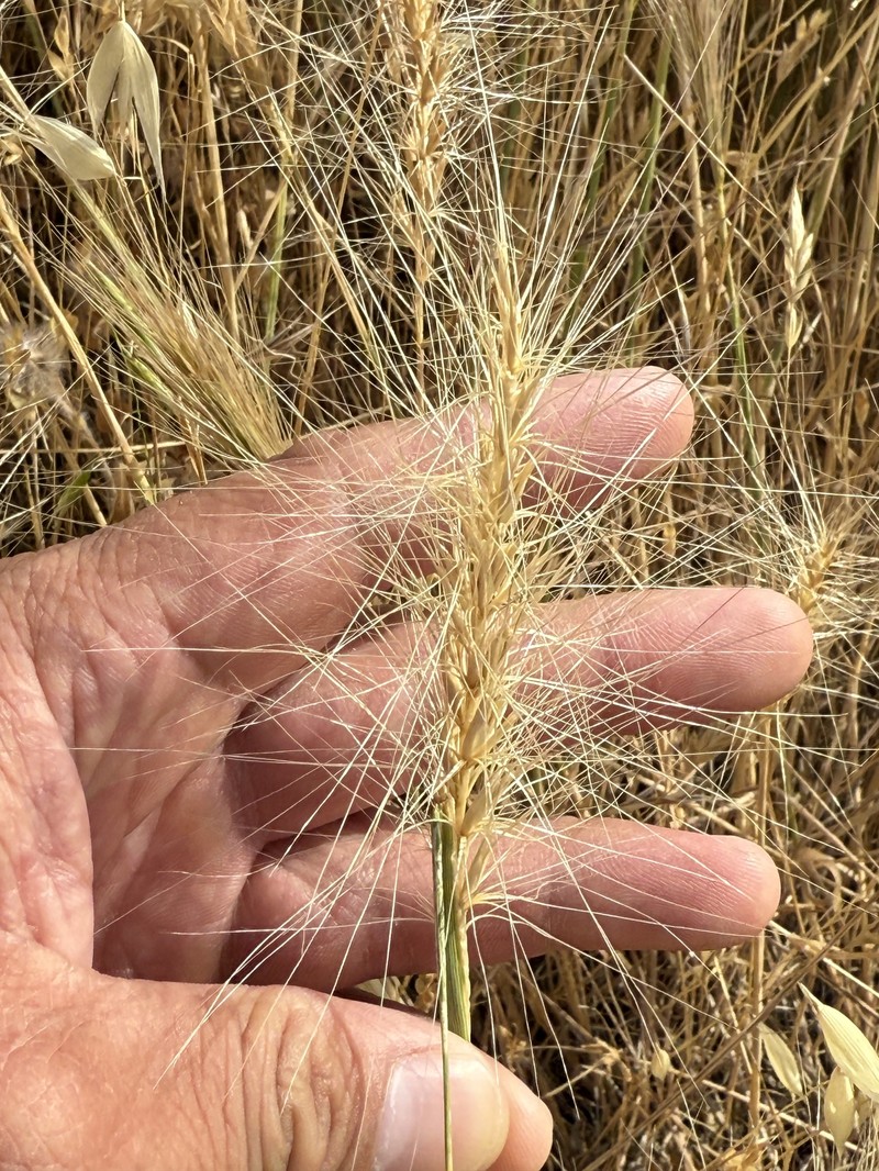 Elymus hansenii photo 5