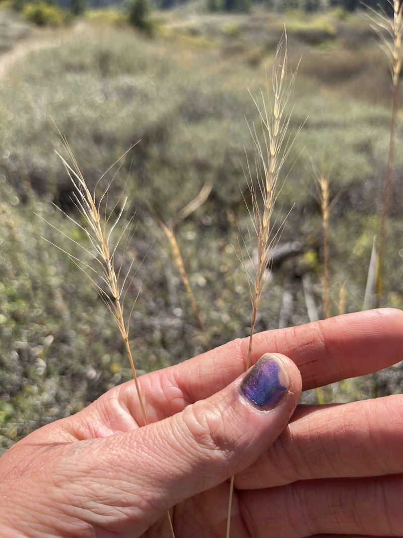Elymus hansenii photo 6