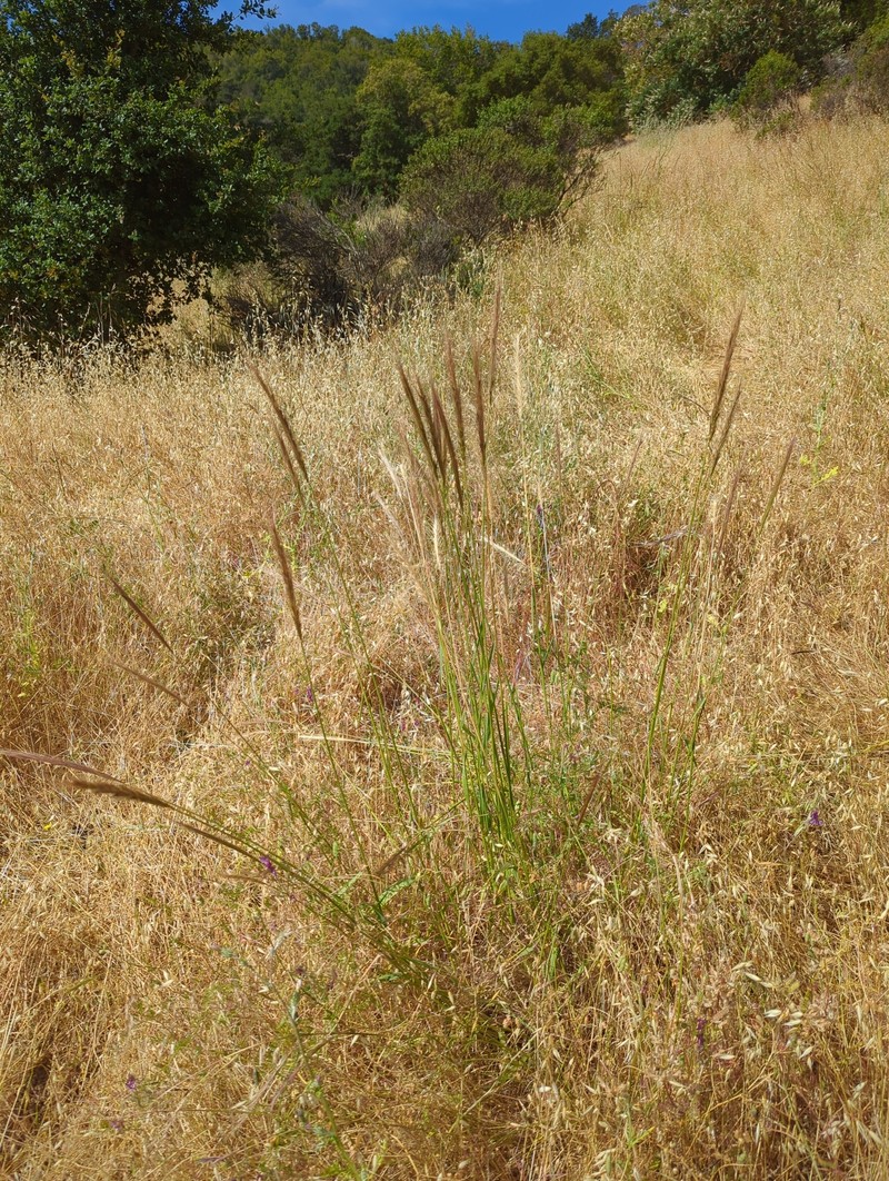Elymus hansenii photo 7