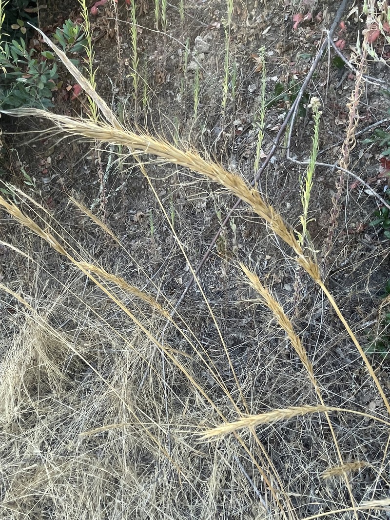 Elymus hansenii photo 8