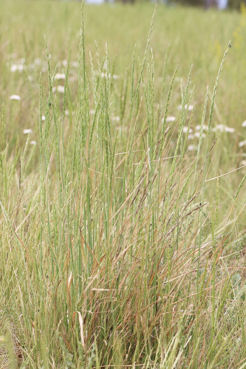 Elymus pseudorepens