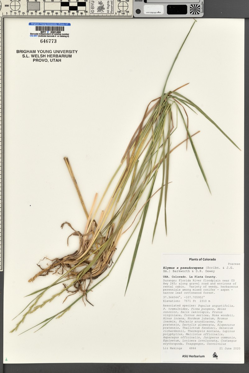 Elymus pseudorepens photo 2