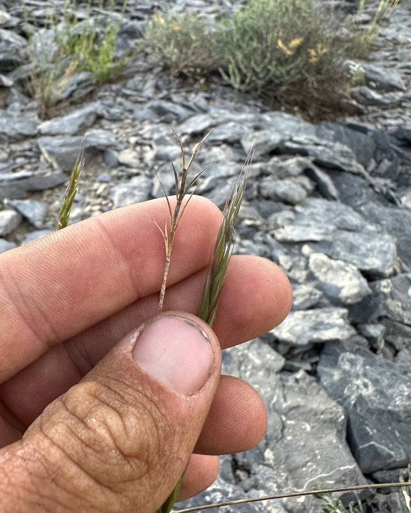 Elymus saundersii