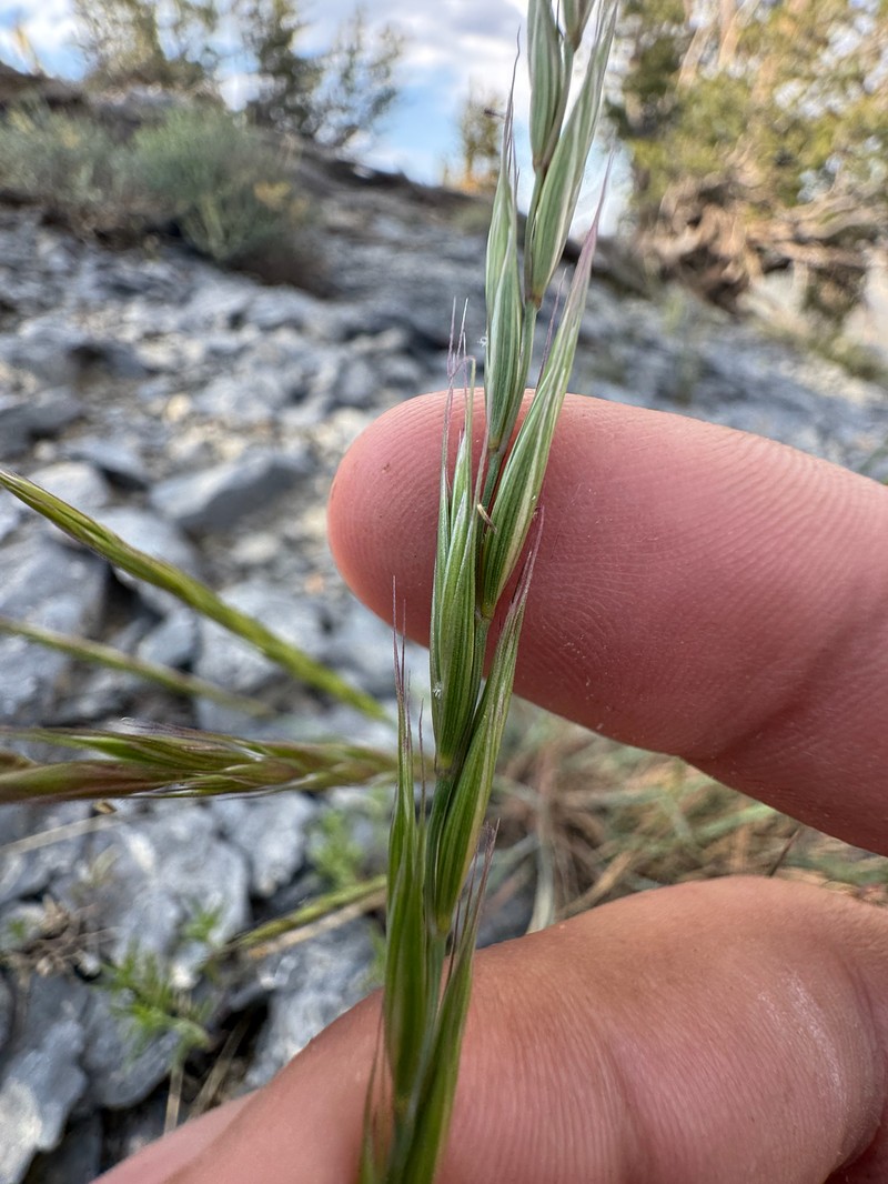 Elymus saundersii photo 2