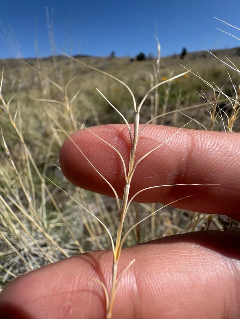 Elymus × saxicola