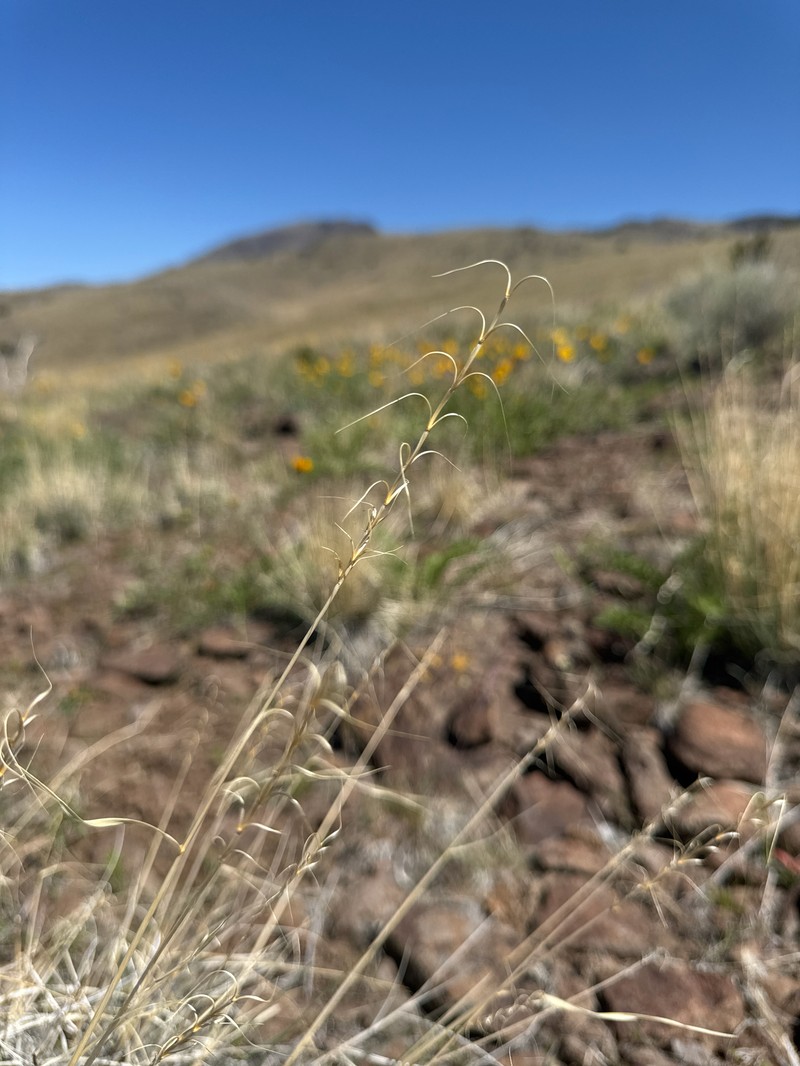 Elymus × saxicola photo 2