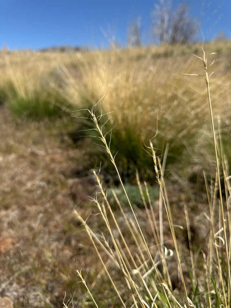 Elymus × saxicola photo 3