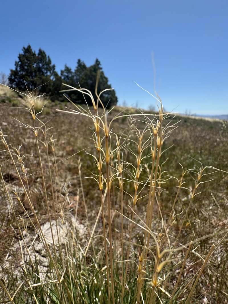 Elymus × saxicola photo 4