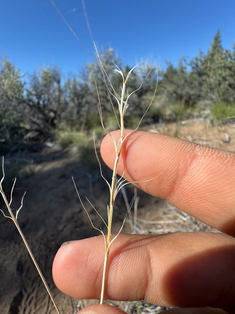 Elymus × saxicola photo 5