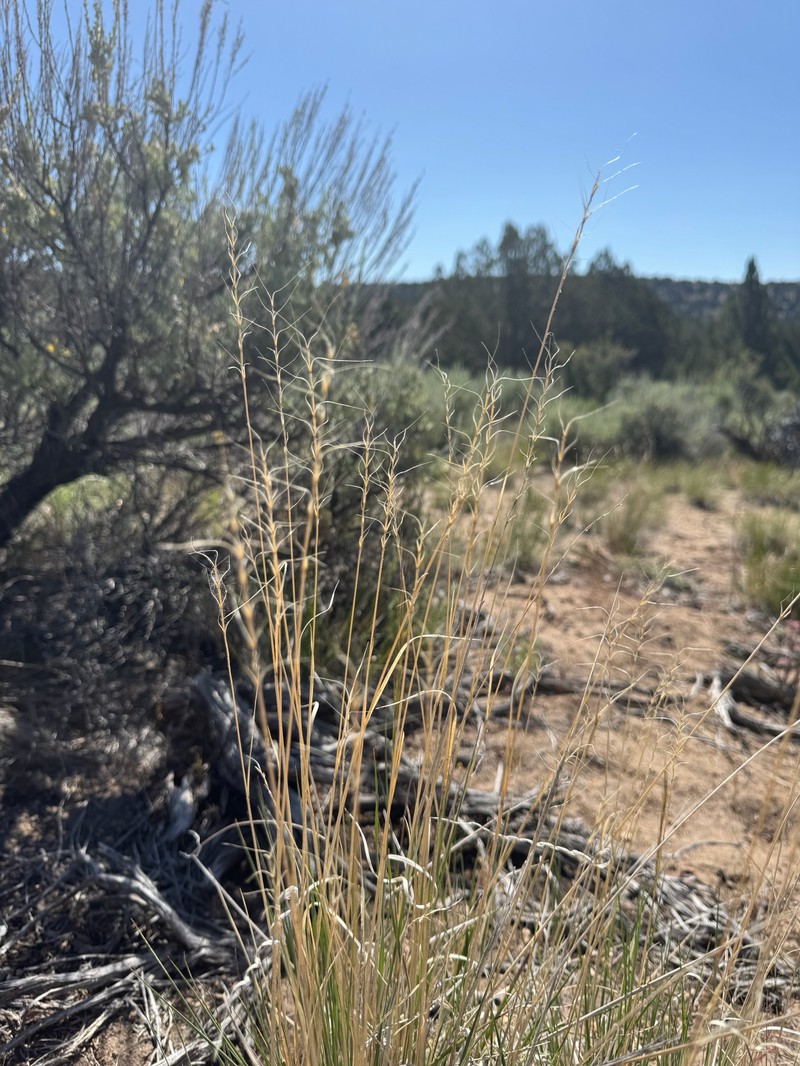 Elymus × saxicola photo 6