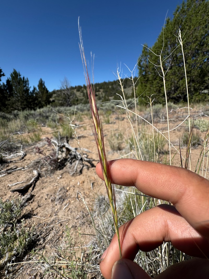 Elymus × saxicola photo 7