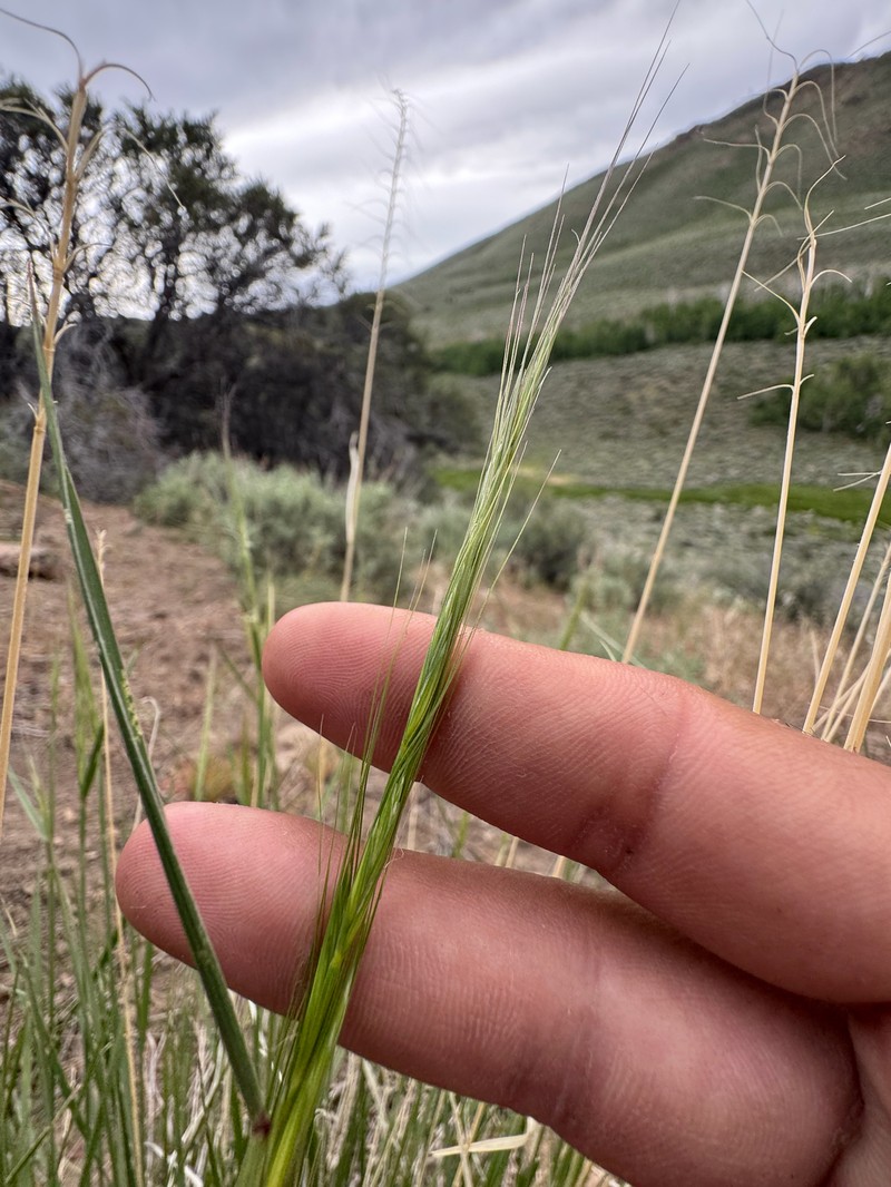 Elymus × saxicola photo 8