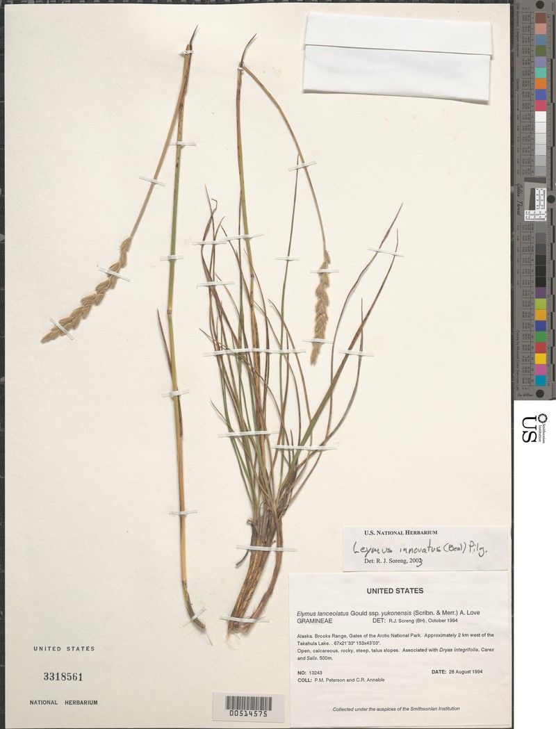 Elymus × yukonensis