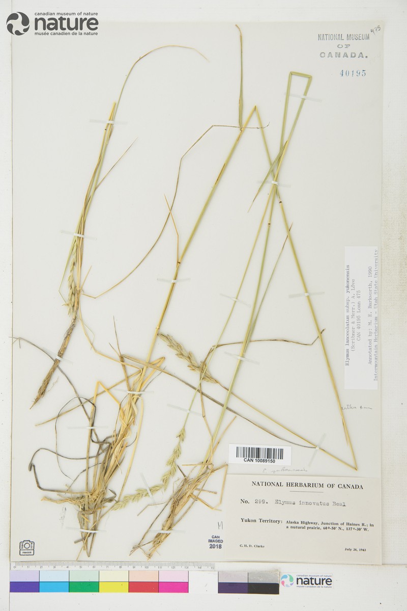 Elymus × yukonensis photo 2