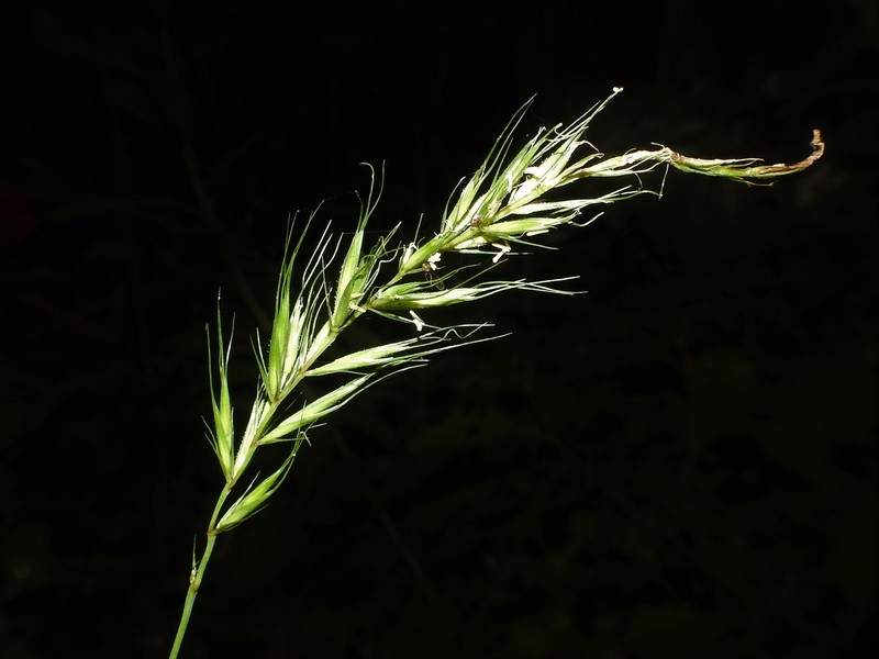 Wildrye photo 4