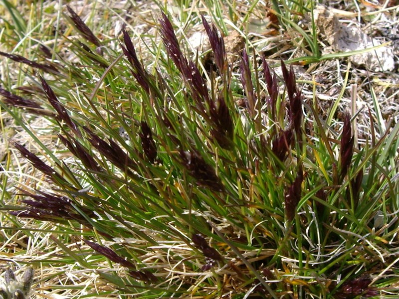 Alaskan Wheatgrass
