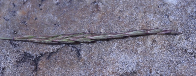 Alaskan Wheatgrass photo 2