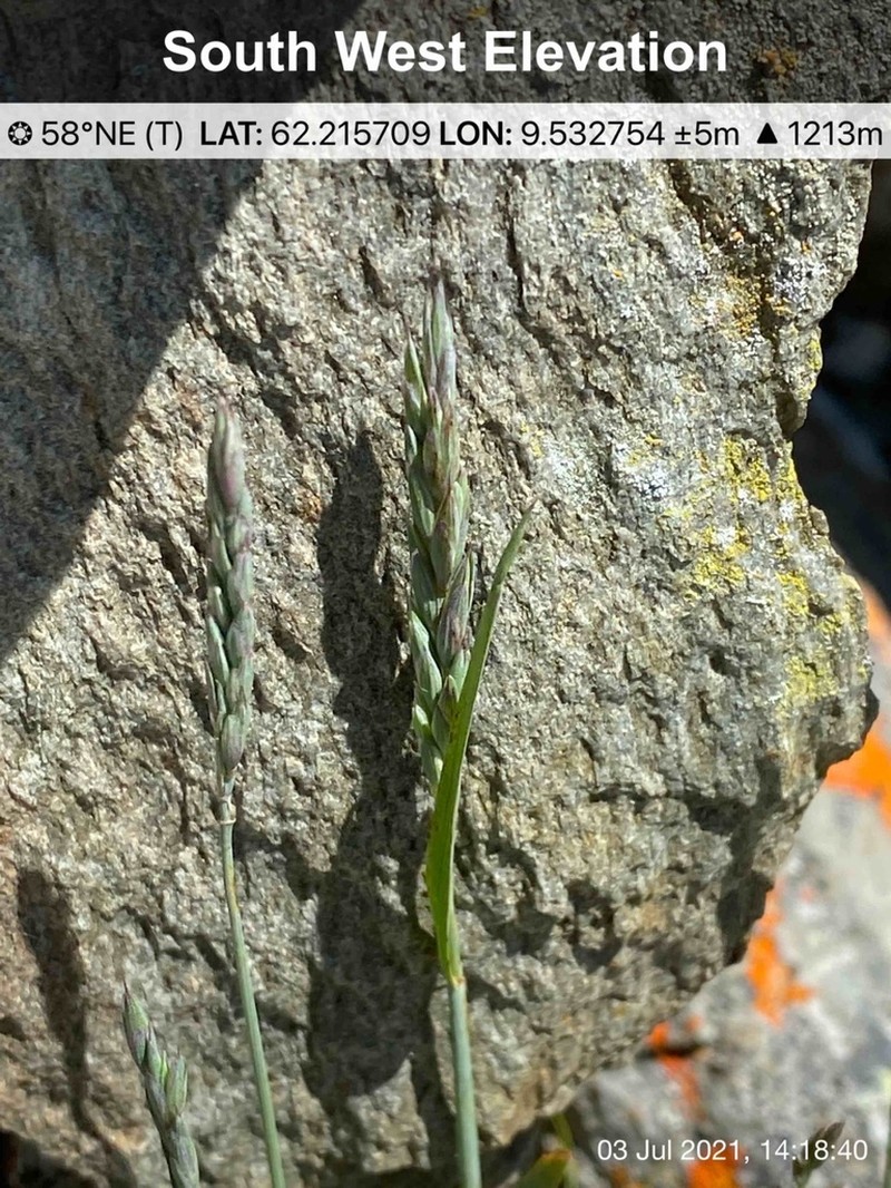 Alaskan Wheatgrass photo 3